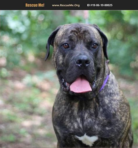 Last on the list of <strong>Mastiff breeders</strong> in New York is “ Hrothgar <strong>Mastiffs</strong>. . Mastiff rescue virginia